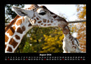 Giraffen Fotokalender 2026 - 8