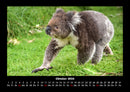 Koala Fotokalender 2026 - 10