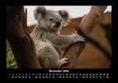 Koala Fotokalender 2026 - 11