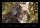 Koala Fotokalender 2026 - 12
