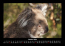 Koala Fotokalender 2026 - 1