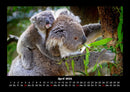 Koala Fotokalender 2026 - 4
