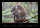 Koala Fotokalender 2026 - 6