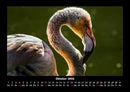 Vogelparadies Fotokalender 2026 - 10