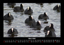 Vogelparadies Fotokalender 2026 - 3