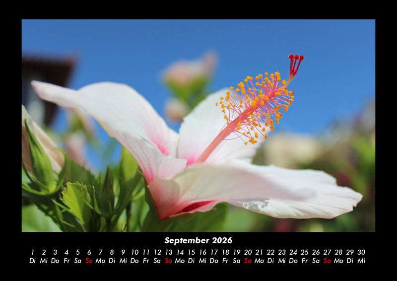 Blumenträume Fotokalender 2026 - 9