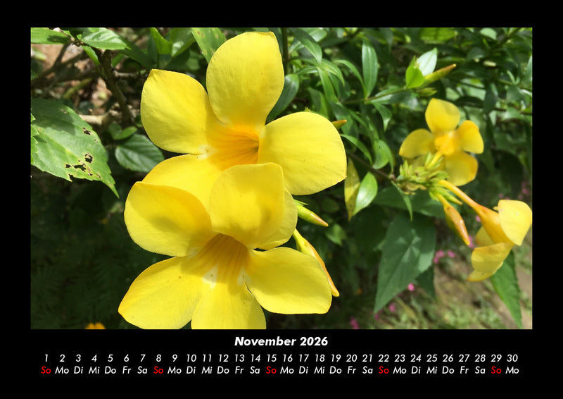 Blumenträume Fotokalender 2026 - 11