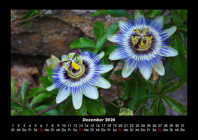 Blumenträume Fotokalender 2026 - 12