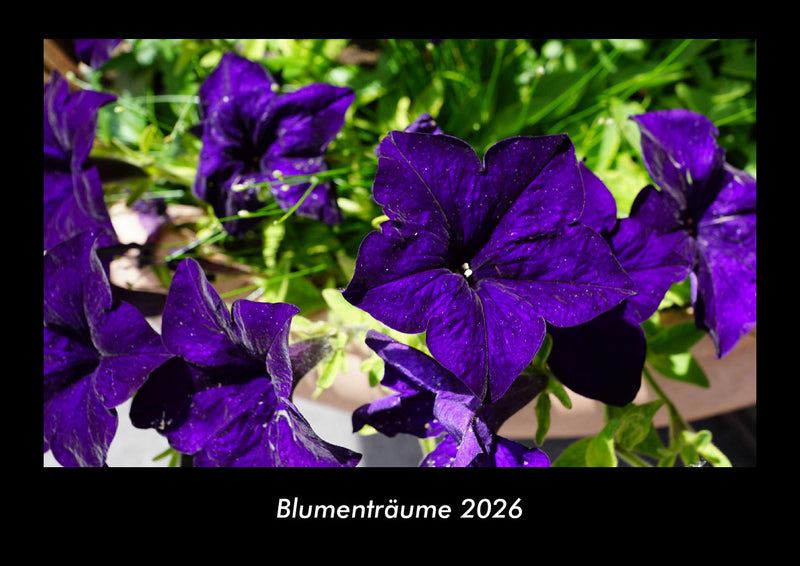 Blumenträume Fotokalender 2026 - Hauptbild