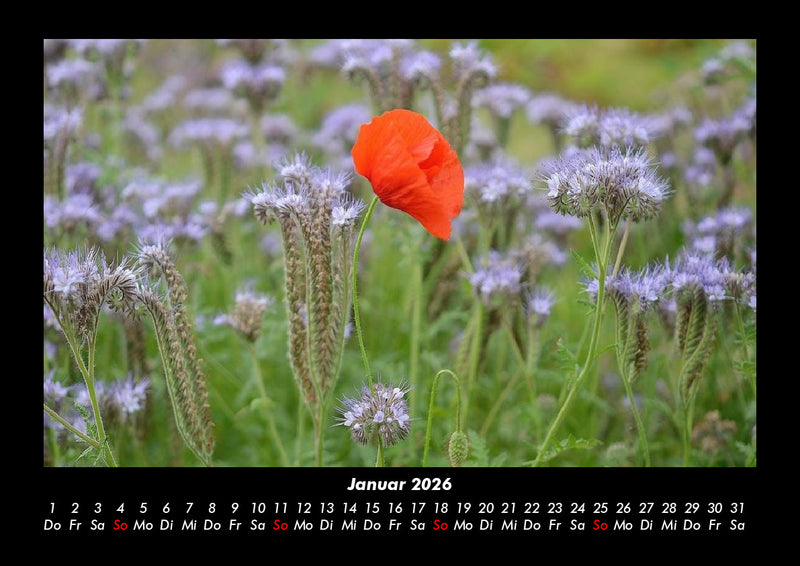 Blumenträume Fotokalender 2026 - 1