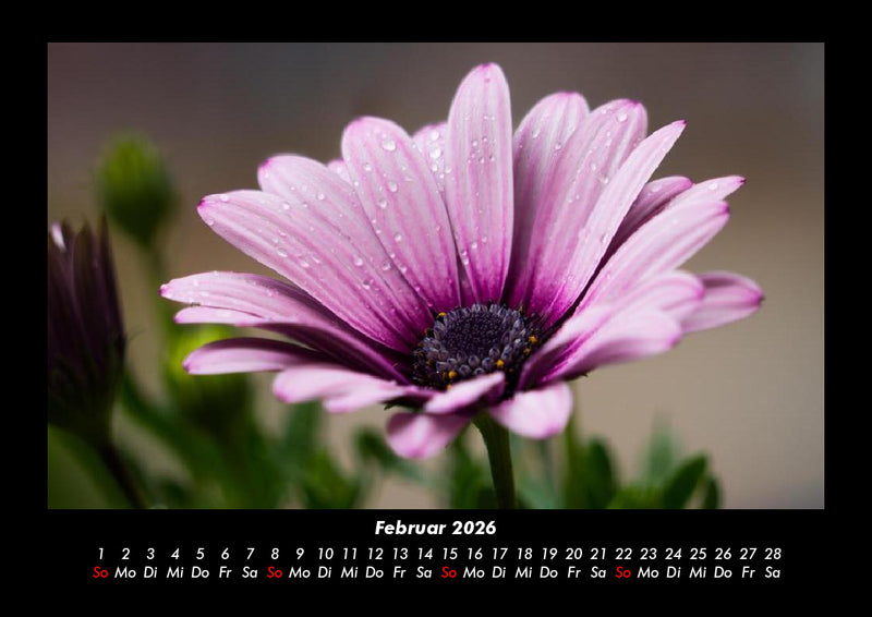 Blumenträume Fotokalender 2026 - 2
