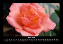 Blumenträume Fotokalender 2026 - 3