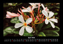 Blumenträume Fotokalender 2026 - 4