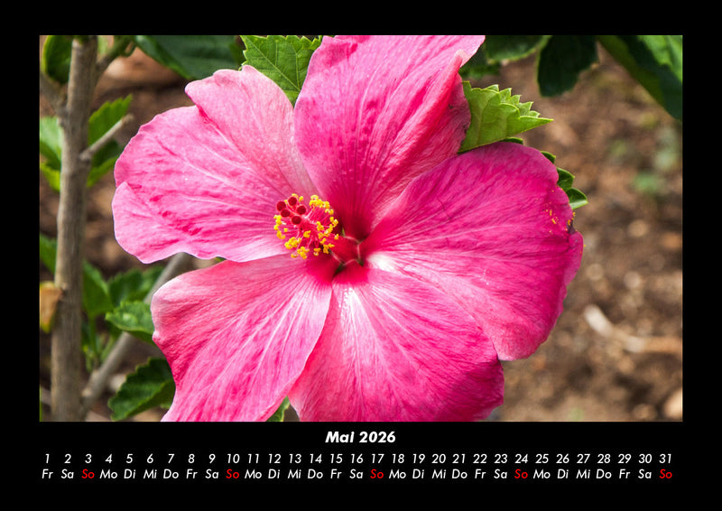 Blumenträume Fotokalender 2026 - 5