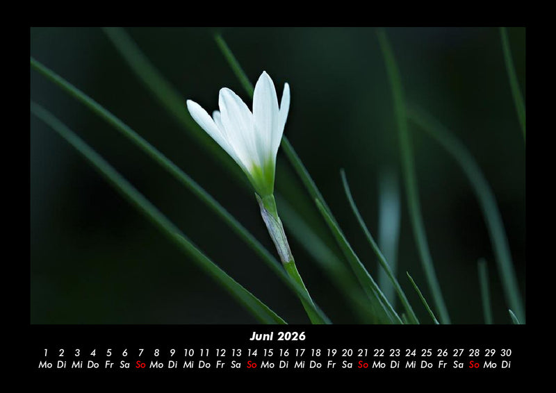 Blumenträume Fotokalender 2026 - 6