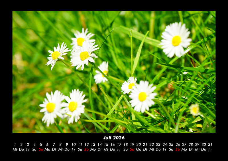 Blumenträume Fotokalender 2026 - 7