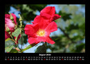Blumenträume Fotokalender 2026 - 8