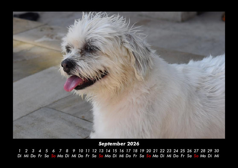 Welt der Tiere Fotokalender 2026 - 9
