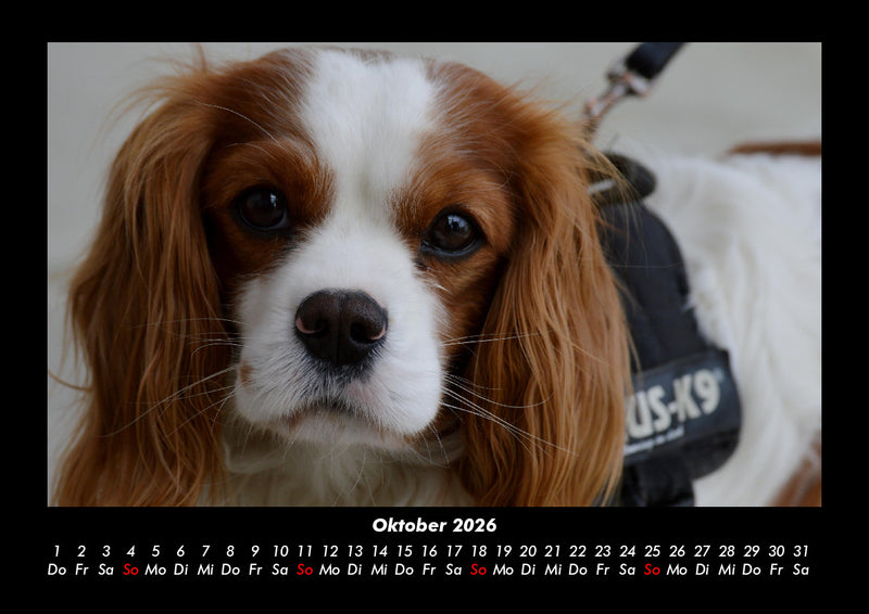 Welt der Tiere Fotokalender 2026 - 10