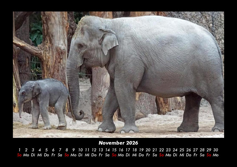 Welt der Tiere Fotokalender 2026 - 11