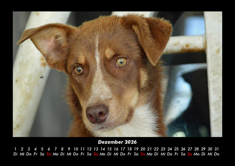 Welt der Tiere Fotokalender 2026 - 12