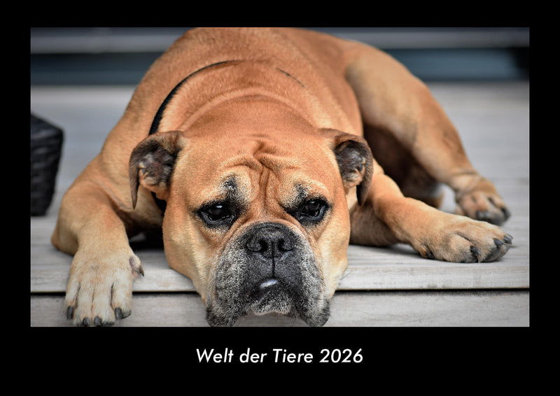 Welt der Tiere Fotokalender 2026 - Hauptbild