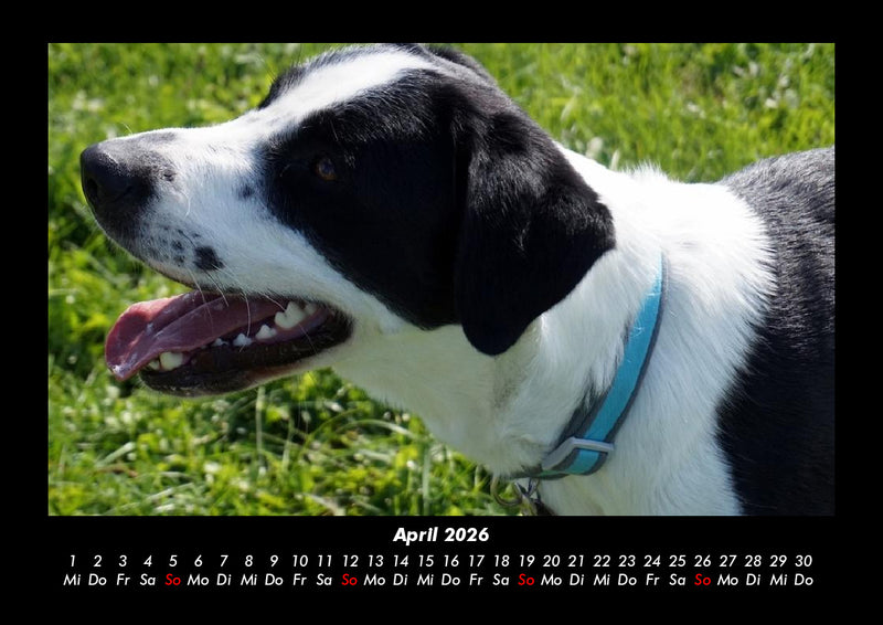 Welt der Tiere Fotokalender 2026 - 4