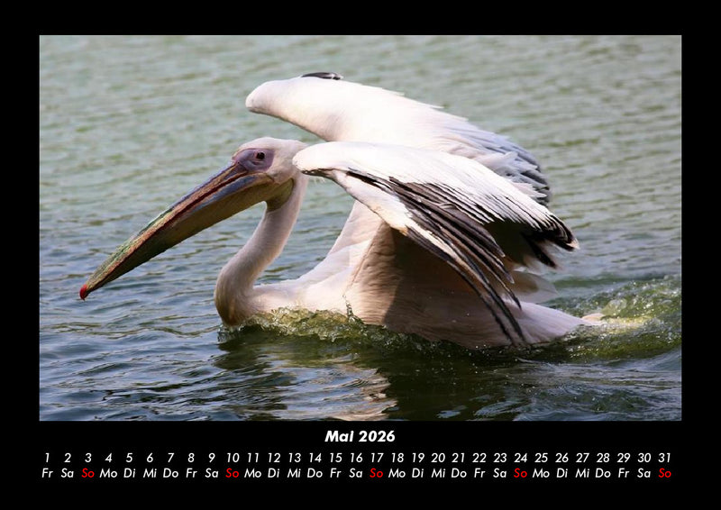 Welt der Tiere Fotokalender 2026 - 5