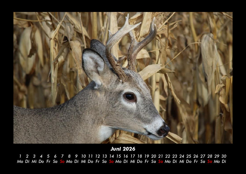 Welt der Tiere Fotokalender 2026 - 6