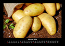 Gemüsekalender Fotokalender 2026 - 2