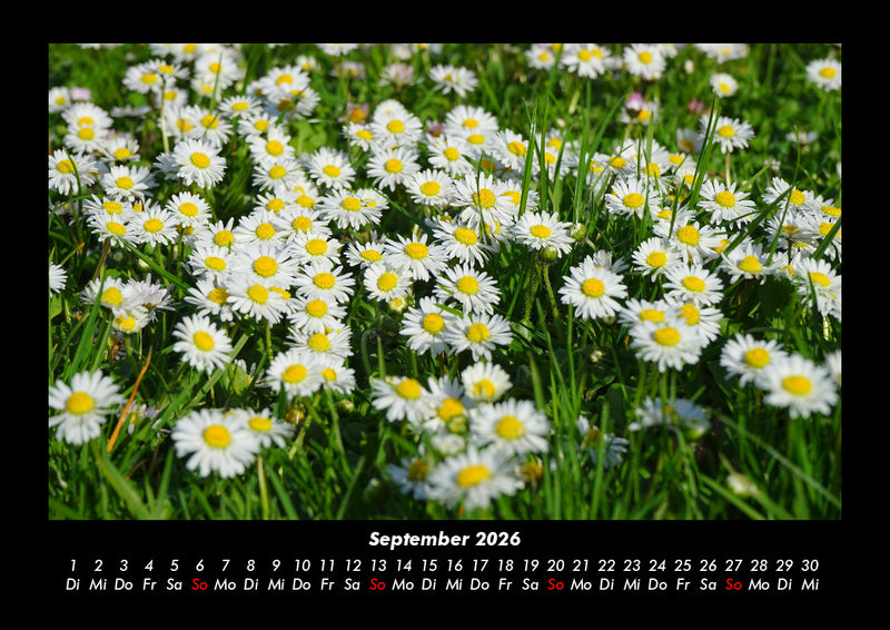 Blumenträume Fotokalender 2026 - 9