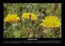Blumenträume Fotokalender 2026 - 10