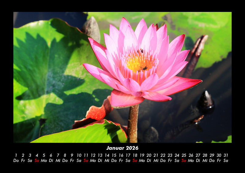 Blumenträume Fotokalender 2026 - 1