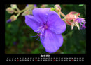 Blumenträume Fotokalender 2026 - 4