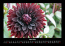 Blumenträume Fotokalender 2026 - 5