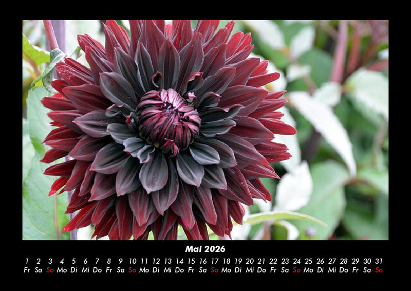 Blumenträume Fotokalender 2026 - 5