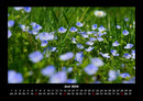 Blumenträume Fotokalender 2026 - 6