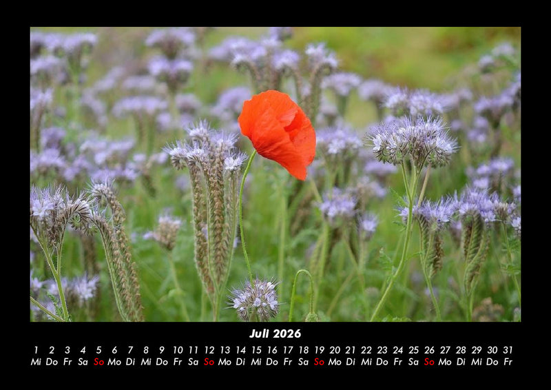Blumenträume Fotokalender 2026 - 7