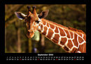 Giraffen Fotokalender 2026 - 9