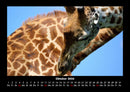 Giraffen Fotokalender 2026 - 10