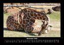 Giraffen Fotokalender 2026 - 11