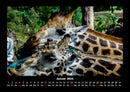 Giraffen Fotokalender 2026 - 1