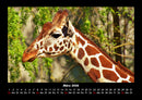 Giraffen Fotokalender 2026 - 3