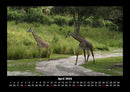 Giraffen Fotokalender 2026 - 4