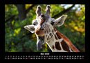 Giraffen Fotokalender 2026 - 5
