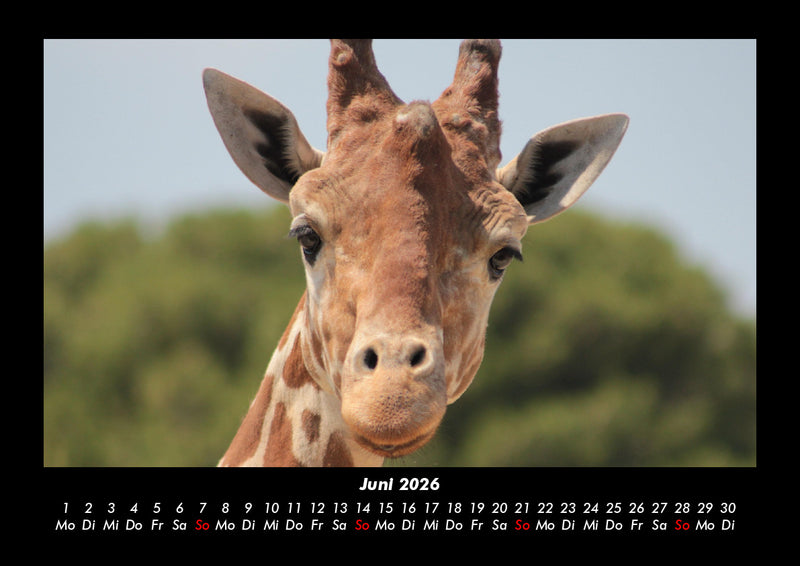 Giraffen Fotokalender 2026 - 6
