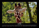 Giraffen Fotokalender 2026 - 7