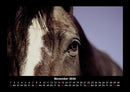 Pferdegeflüster Fotokalender 2026 - 11