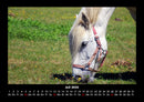 Pferdegeflüster Fotokalender 2026 - 7