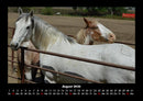 Pferdegeflüster Fotokalender 2026 - 8